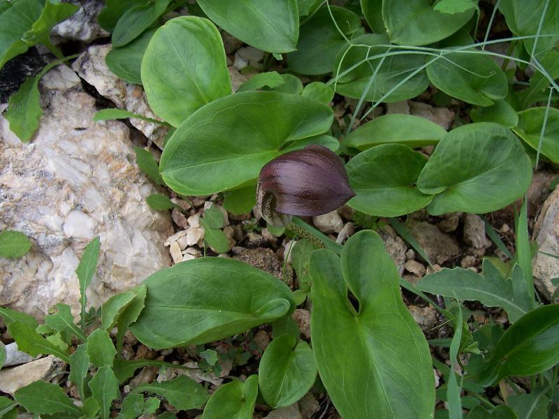 Imagem de Arisarum vulgare O. Targ. Tozz.