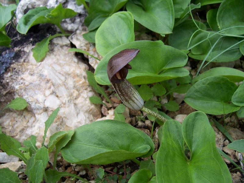 Imagem de Arisarum vulgare O. Targ. Tozz.