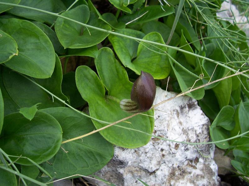 Imagem de Arisarum vulgare O. Targ. Tozz.