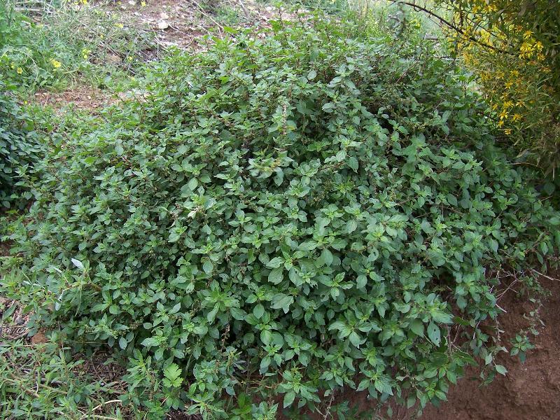 Image of pellitory-of-the-wall