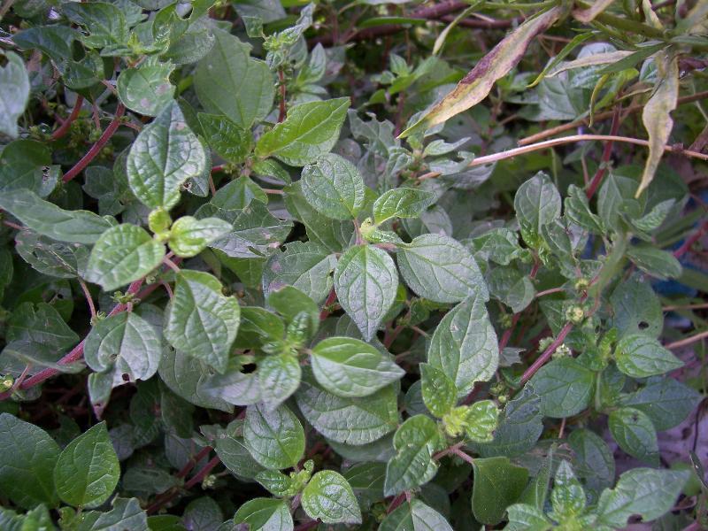 Image of pellitory-of-the-wall