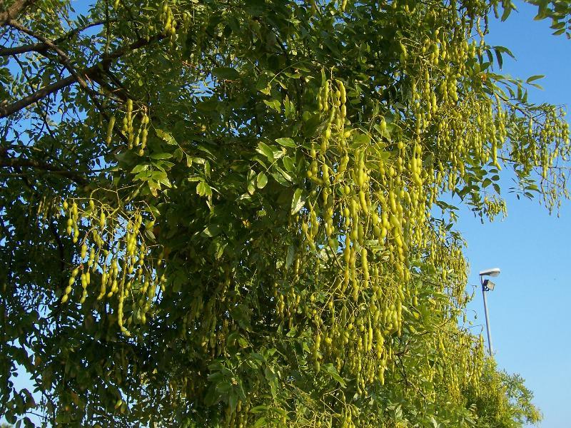 Image of Japanese pagoda tree