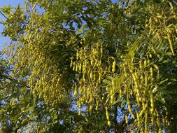 Image of Japanese pagoda tree