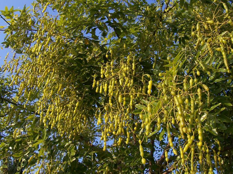 Image of Japanese pagoda tree