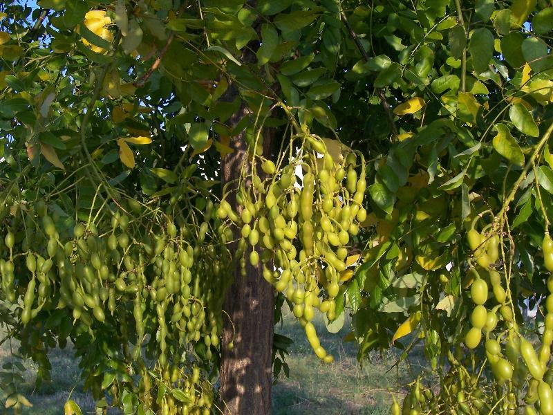 Image of Japanese pagoda tree