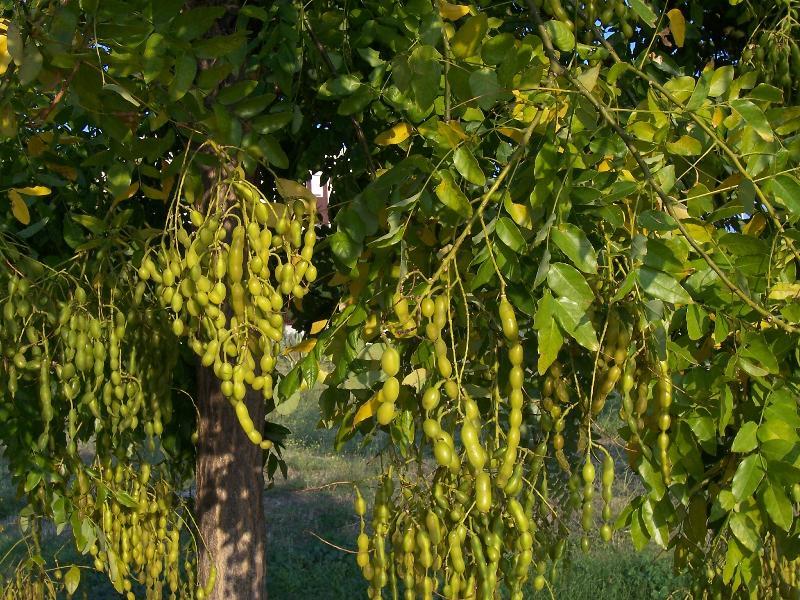 Image of Japanese pagoda tree