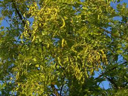 Image of Japanese pagoda tree