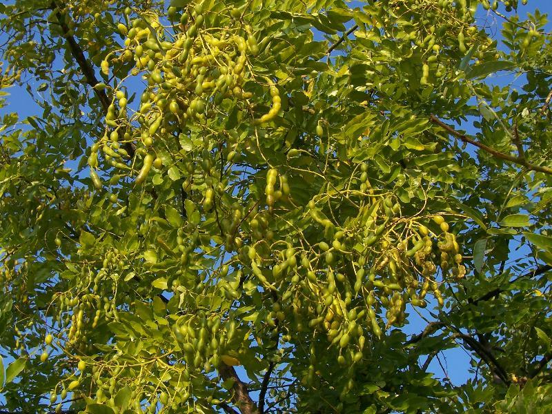 Image of Japanese pagoda tree