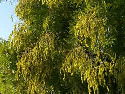 Image of Japanese pagoda tree