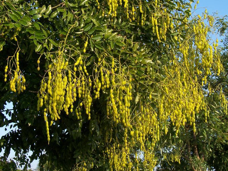 Image of Japanese pagoda tree