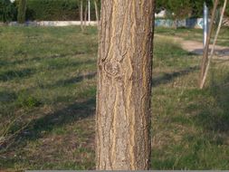 Image of Japanese pagoda tree