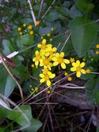 Plancia ëd Senecio angulatus L. fil.