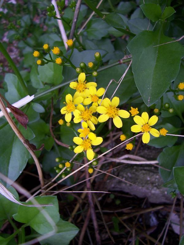 Plancia ëd Senecio angulatus L. fil.