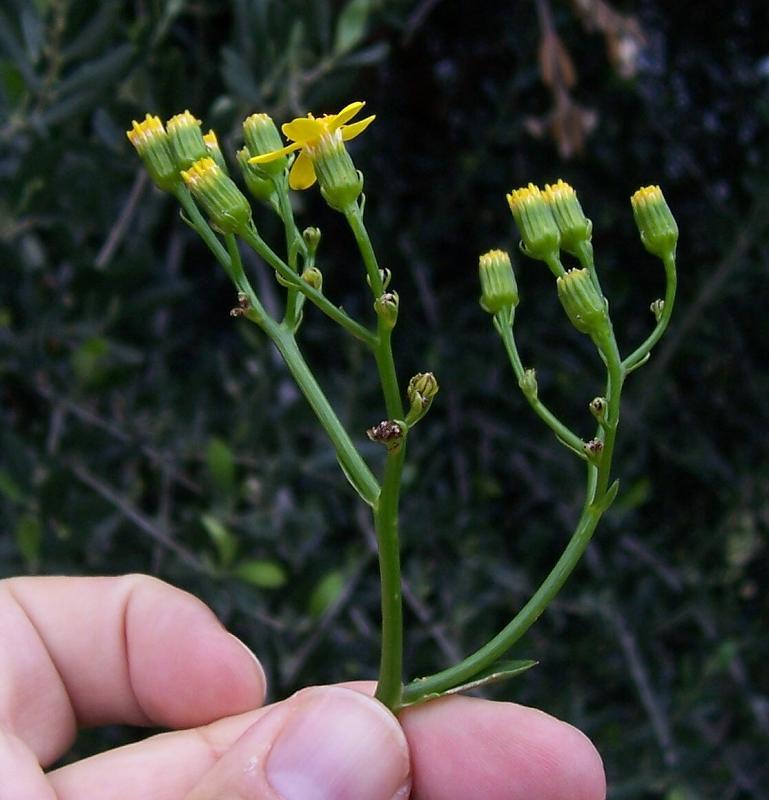 Plancia ëd Senecio angulatus L. fil.