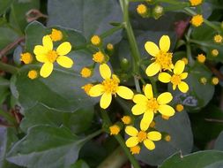 Plancia ëd Senecio angulatus L. fil.