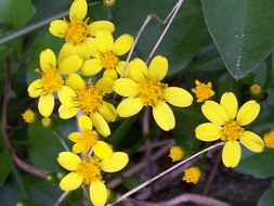 Plancia ëd Senecio angulatus L. fil.