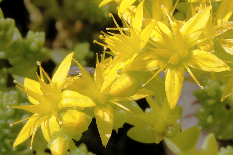 Image of Biting Stonecrop