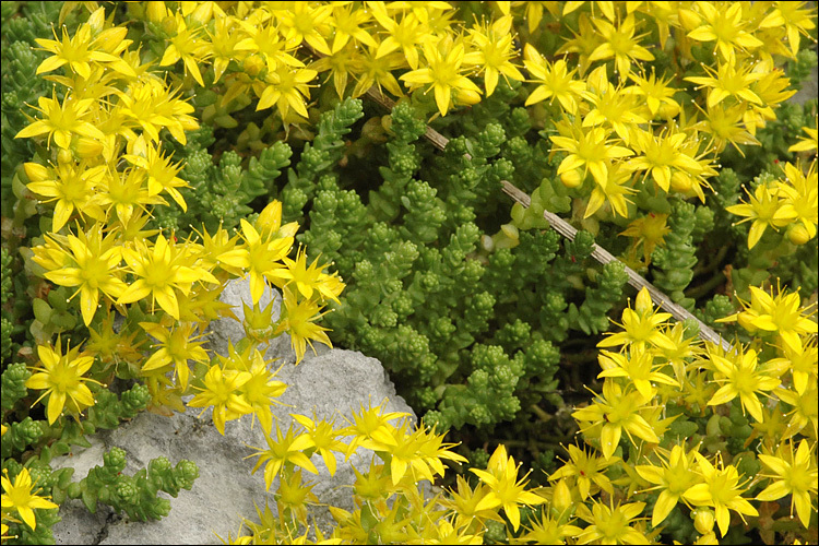 Image of Biting Stonecrop