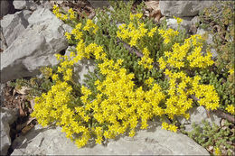 Image of Biting Stonecrop