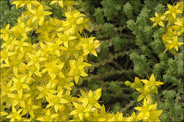 Image of Biting Stonecrop