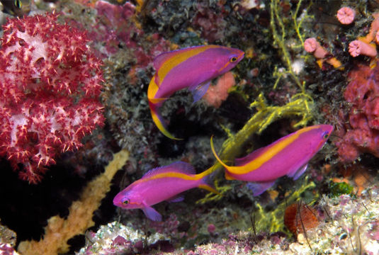 Image of Purple anthias