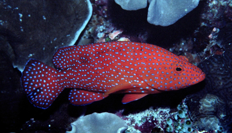 Image of Coral Hind