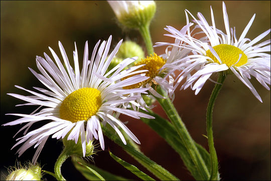 Image of <i>Erigeron <i>annuus</i></i> ssp. annuus