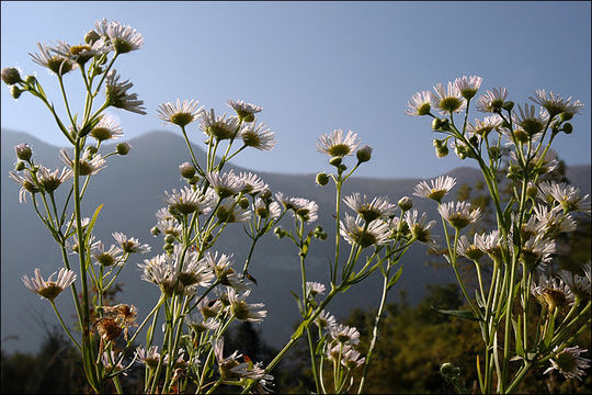 Image of <i>Erigeron <i>annuus</i></i> ssp. annuus