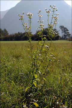 Image of <i>Erigeron <i>annuus</i></i> ssp. annuus