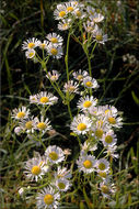 Image of <i>Erigeron <i>annuus</i></i> ssp. annuus