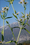 Image of <i>Erigeron <i>annuus</i></i> ssp. annuus