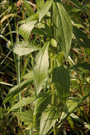 Image of <i>Erigeron <i>annuus</i></i> ssp. annuus