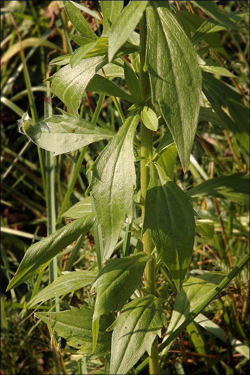 Image of <i>Erigeron <i>annuus</i></i> ssp. annuus