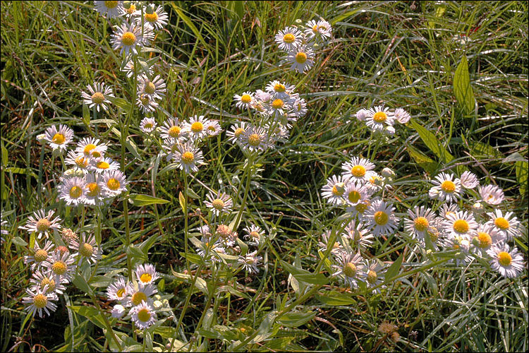 Image of <i>Erigeron <i>annuus</i></i> ssp. annuus