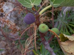 Imagem de Ficus carica L.