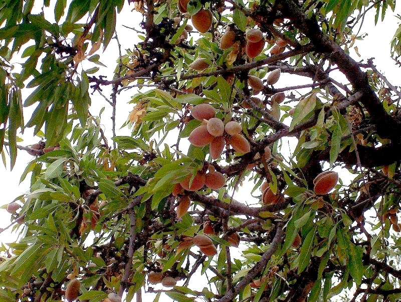 Image of flowering almond