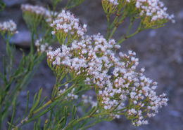 Imagem de Eriogonum leptophyllum (Torr. & Gray) Woot. & Standl.