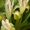 Слика од Rubus saxatilis L.