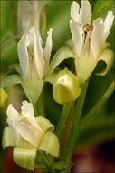 Image of Stone Bramble