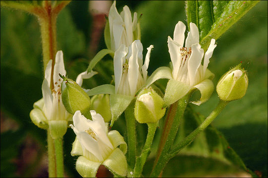 Image of Stone Bramble