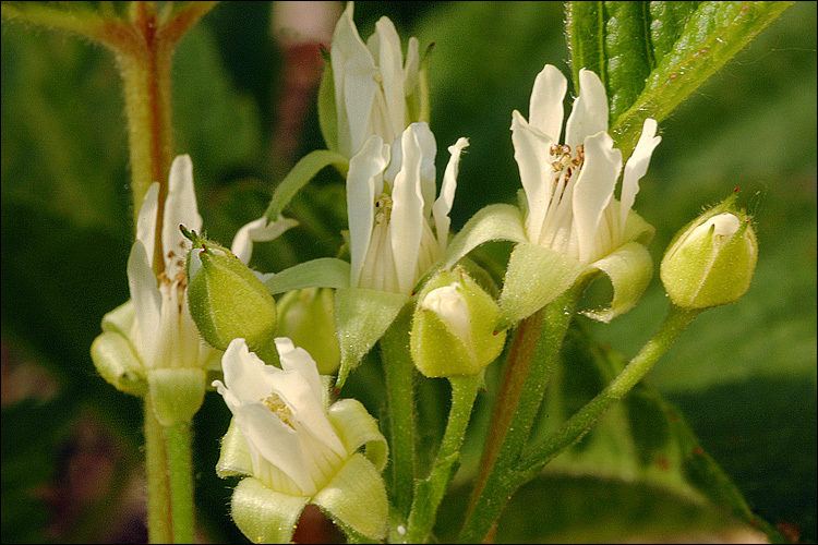 Rubus saxatilis L. resmi