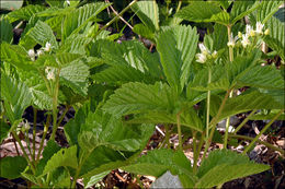 Rubus saxatilis L. resmi