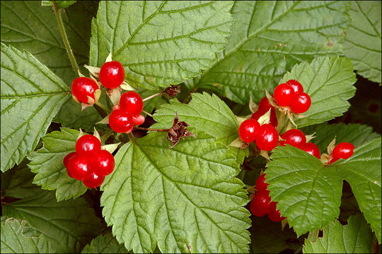 Image of Stone Bramble