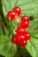 Rubus saxatilis L. resmi