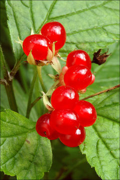 Image of Stone Bramble