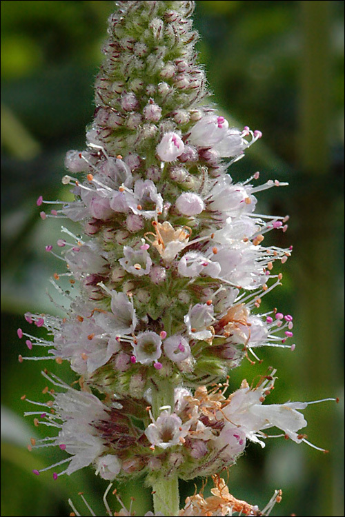 Image of <i>Mentha <i>longifolia</i></i> ssp. longifolia