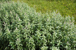 Image of <i>Mentha <i>longifolia</i></i> ssp. longifolia
