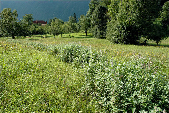 Image of <i>Mentha <i>longifolia</i></i> ssp. longifolia