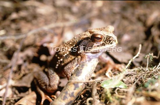 Image of Dark Green Toad