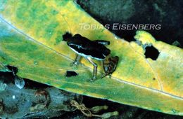 Image of Rainforest Rocket Frog